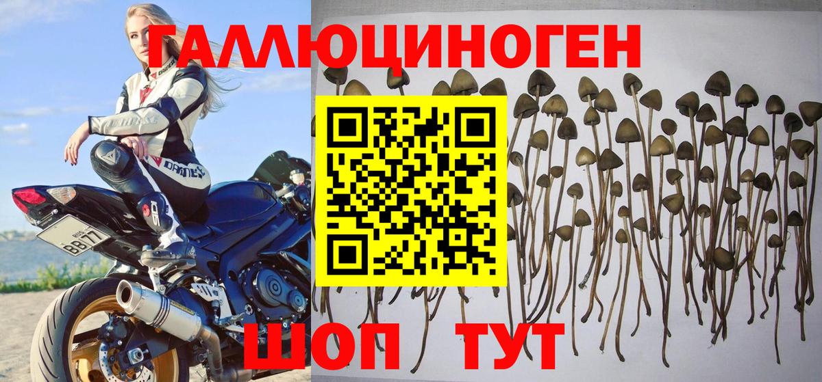 Галлюциногенные грибы ЛСД Бор