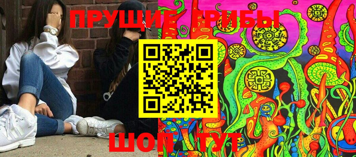 Псилоцибиновые грибы Psilocybine cubensis Бор